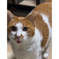室内にいる猫