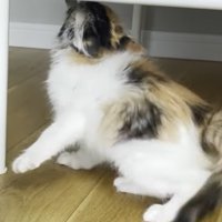 タグを咥えお尻を右側へ向ける猫