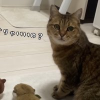 どうすりゃいいの？