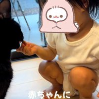 赤ちゃんからおやつをもらっている猫