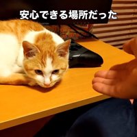 テーブルの上にいる猫