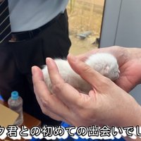 掌の中にいる子猫