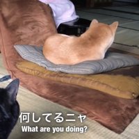 座布団で寝ている柴犬と犬を見ている黒猫
