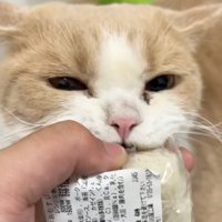 振られる猫