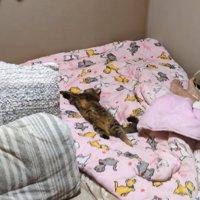 布団の上でくつろぐ猫