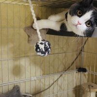 ケージの中でおもちゃで遊ぶブリティッシュショートヘア