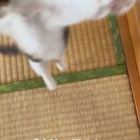 二本足で立っている顔が見切れた子猫