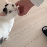 あごをなでられている猫