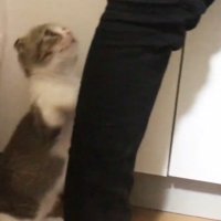 足にすがりつく猫
