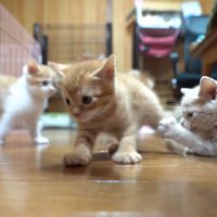 遊ぶ子猫たち