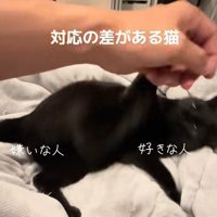 手を振り上げる猫