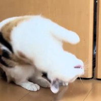 回る猫