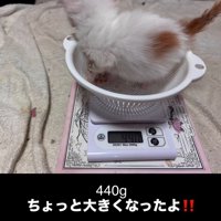 体重が440gの子猫