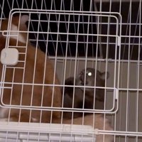 激しい喧嘩を繰り広げる2匹の猫