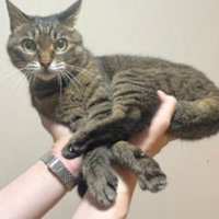 持たれている猫