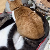 上に乗っかる猫