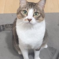 座り込んで様子を窺うキジ白
