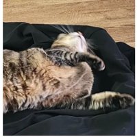 制服で寝転ぶ猫