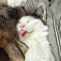 舌を出す猫