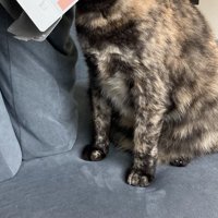猫の足元2