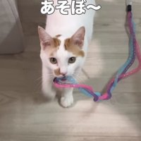 おもちゃをくわえているカメラ目線の猫「あそぼ〜」