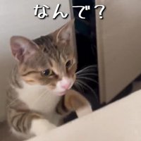 前足をベッドに乗せて立つ猫