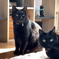 日が差す室内でくつろぐ2匹の黒猫