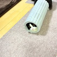 ローラーに挟まる猫