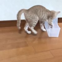ケースに入る猫