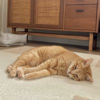 床で手を伸ばして横になる猫の姿