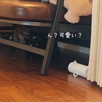 ソファーの下に隠れている猫