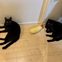 海老天のぬいぐるみのそばで寝転がる黒猫と縞模様が入った黒猫