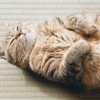 へそ天で眠る猫（手元アップ）