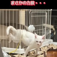 ケージから抜け出そうとする子猫