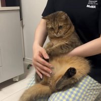 抵抗する猫