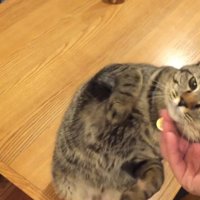 飼い主の手に顔をこすりつける猫