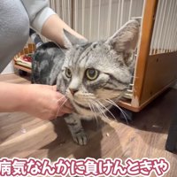 体をなでられる猫