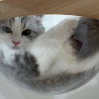 キャットタワーの上にいる猫