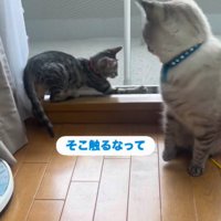 窓際で先住猫のしっぽを触る子猫