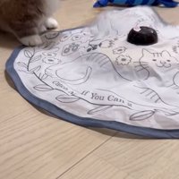 驚く猫