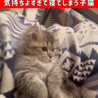 仰向けで自分のしっぽで遊んでいる子猫