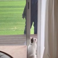 窓際の猫と庭にいる女性