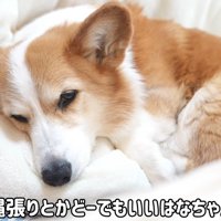 テロップ「縄張りとか～」
