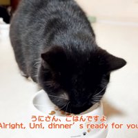 ご飯を食べる猫