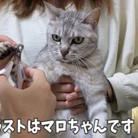 爪切りされるしま模様の猫