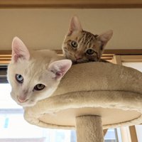 キャットタワーにいる猫たち