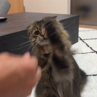 お座りをして左前足を上げている猫