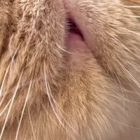 少しだけ開いている猫の口