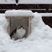 雪の中でかまくらに入るノルウェージャンフォレストキャット