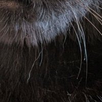 黒猫の首元